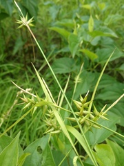 Carex lonchocarpa