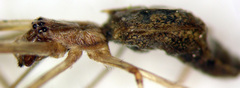 Tetragnatha versicolor