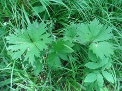 Aconitum lasiostomum