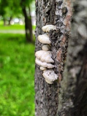Schizophyllum commune