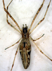 Tetragnatha versicolor