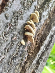 Schizophyllum commune