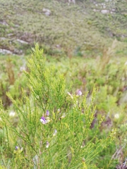 Psoralea usitata