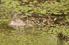 Pelophylax kurtmuelleri