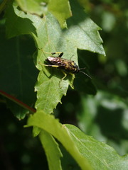 Macrophya bifasciata
