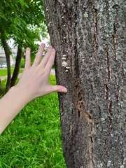 Schizophyllum commune
