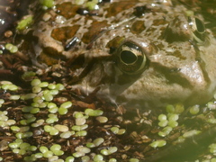 Pelophylax kurtmuelleri