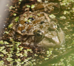 Pelophylax kurtmuelleri