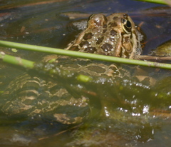 Pelophylax kurtmuelleri