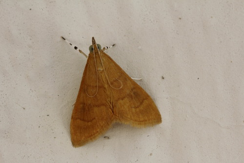 Pyrausta aurea
