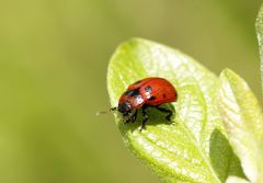 Gonioctena viminalis