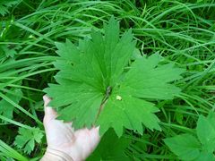 Aconitum lasiostomum