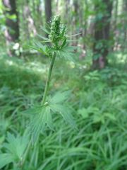 Aconitum lasiostomum