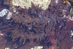 Callithamnion pikeanum