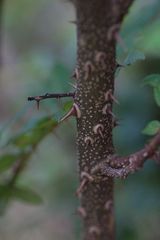 Zanthoxylum acanthopodium