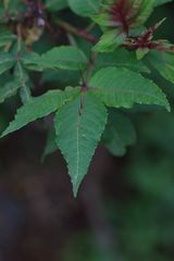 Zanthoxylum acanthopodium