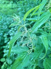 Urtica dioica