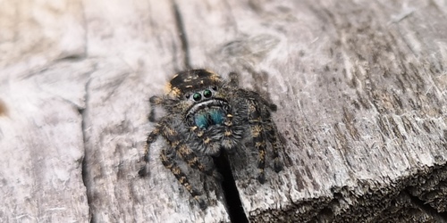 Boreal Tufted Jumping Spider