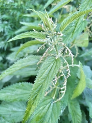 Urtica dioica