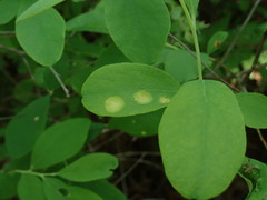 Exobasidium vaccinii