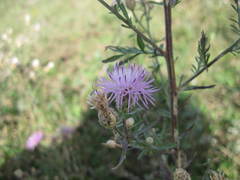 Centaurea pseudomaculosa
