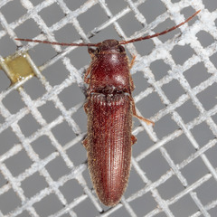 Dipropus simplex