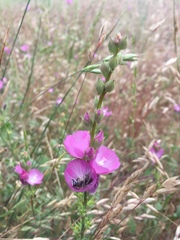 Sidalcea malviflora