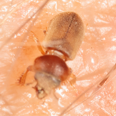 Tropicus pusillus
