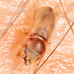 Tropicus pusillus