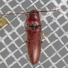 Dipropus simplex