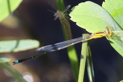 Enallagma vesperum