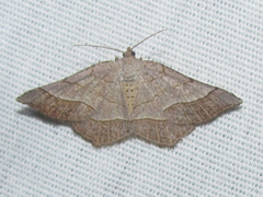 Eumacaria madopata