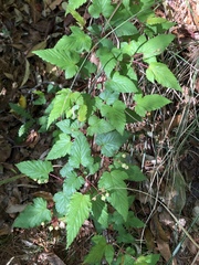 Rubus trianthus