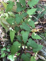 Rubus trianthus