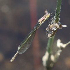 Lestes rectangularis