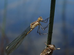 Lestes rectangularis