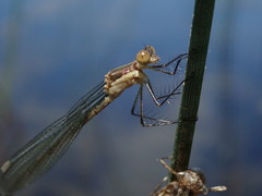 Lestes rectangularis