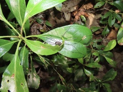Leiobunum calcar