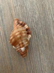 Cymatiidae