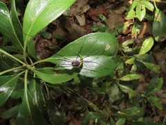 Leiobunum calcar