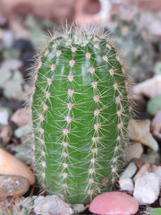 Cactaceae