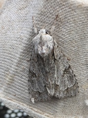 Acronicta psi