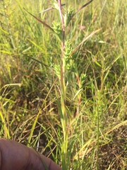 Liatris squarrosa glabrata