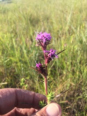 Liatris squarrosa glabrata