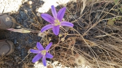 Brodiaea elegans elegans