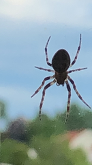 Larinioides sclopetarius