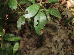 Diaporthe kalmiae