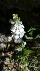 Collinsia tinctoria