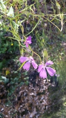 Clarkia biloba brandegeeae