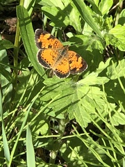 Phyciodes tharos image